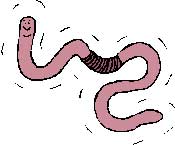 Worm Picture